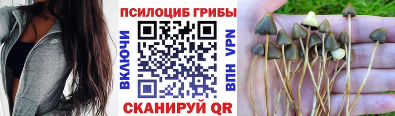 Псилоцибиновые грибы Cubensis Заринск